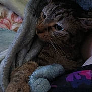 Sweetpea is registered to the contest to win money with this photo: cat, tabby, pet, animal, face, eyes, whiskers, fur, striped_fur, indoors, blanket, bed, cozy, sleeping_area, close_up, portrait, cuddly, brown, gray, relaxed