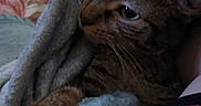 Sweetpea is registered to the contest to win money with this photo: animal, bed, blanket, brown, cat, close_up, cozy, cuddly, eyes, face, fur, gray, indoors, pet, portrait, relaxed, sleeping_area, striped_fur, tabby, whiskers