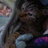 cat, tabby, pet, animal, face, eyes, whiskers, fur, striped_fur, indoors, blanket, bed, cozy, sleeping_area, close_up, portrait, cuddly, brown, gray, relaxed