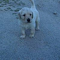 Galice participe au concours pour gagner de l'argent avec cette photo : canidae, carnivore, dog, dog_breed, fawn, golden_retriever, labrador_retriever, mammal, puppy, retriever, sporting_group, tail, vertebrate