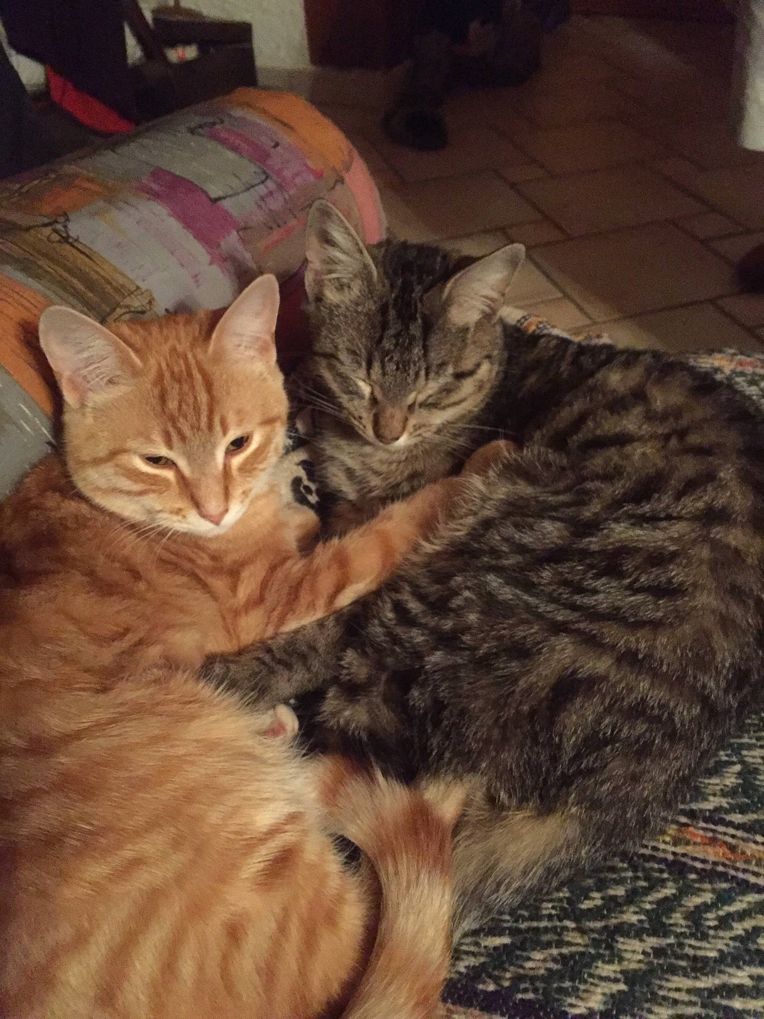 Patouille Et Poltron participe au concours pour gagner de l'argent avec cette photo : arabian_mau, asian, australian_mist, california_spangled, carnivore, cat, domestic_short_haired_cat, dragon_li, egyptian_mau, european_shorthair, felidae, fur, kitten, mammal, ocicat, pixie_bob, small_to_medium_sized_cats, tabby_cat, vertebrate, whiskers