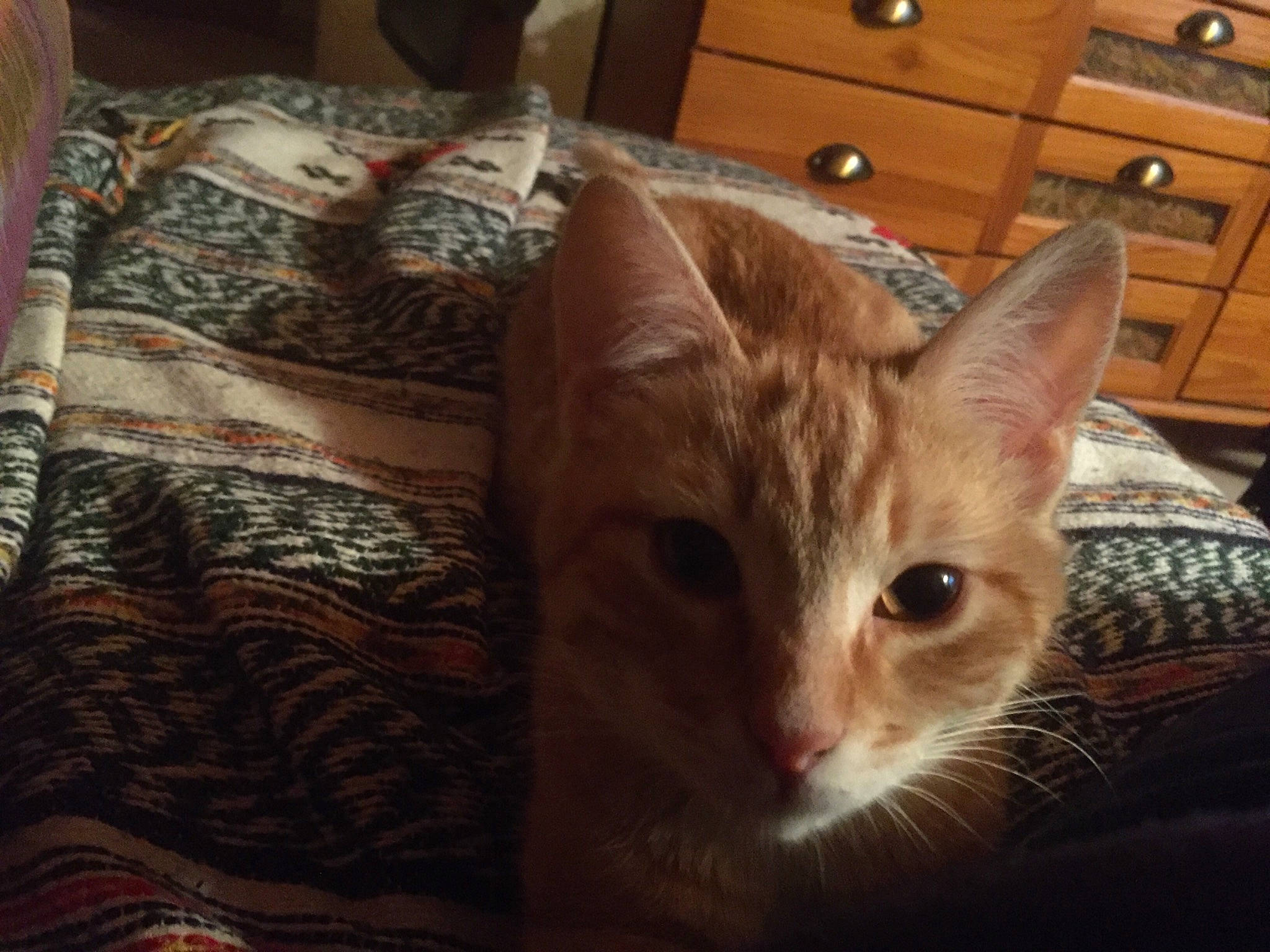 Papouille participe au concours pour gagner de l'argent avec cette photo : aegean_cat, arabian_mau, asian, carnivore, cat, domestic_short_haired_cat, european_shorthair, fawn, felidae, fur, german_rex, kitten, mammal, small_to_medium_sized_cats, tabby_cat, whiskers