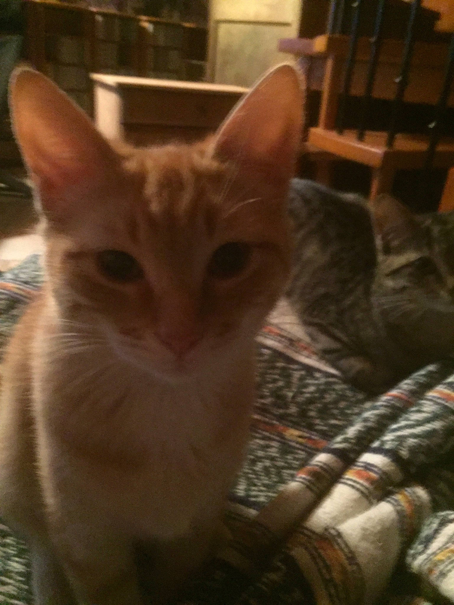 Papouille a rejoint le concours — aidez-le/la à gagner de superbes lots ! aegean_cat, arabian_mau, asian, carnivore, cat, chausie, domestic_short_haired_cat, egyptian_mau, european_shorthair, fawn, felidae, german_rex, kitten, mammal, ojos_azules, singapura, small_to_medium_sized_cats, snout, tabby_cat, whiskers