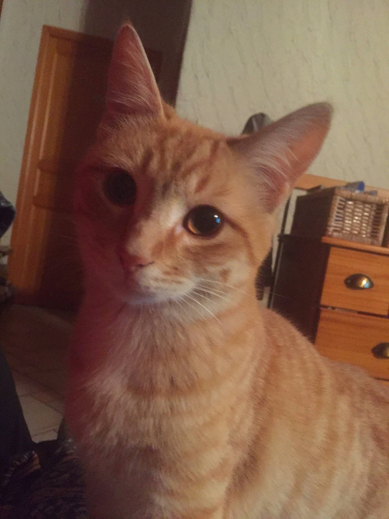 Papouille a rejoint le concours — aidez-le/la à gagner de superbes lots ! aegean_cat, arabian_mau, asian, australian_mist, carnivore, cat, domestic_short_haired_cat, european_shorthair, eye, fawn, felidae, german_rex, head, kitten, mammal, ojos_azules, small_to_medium_sized_cats, tabby_cat, vertebrate, whiskers