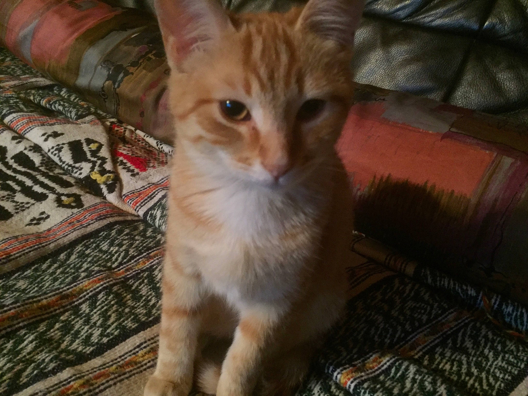 Papouille a rejoint le concours — aidez-le/la à gagner de superbes lots ! aegean_cat, arabian_mau, asian, australian_mist, carnivore, cat, chausie, domestic_short_haired_cat, european_shorthair, fawn, felidae, german_rex, kitten, mammal, ojos_azules, small_to_medium_sized_cats, snout, tabby_cat, vertebrate, whiskers