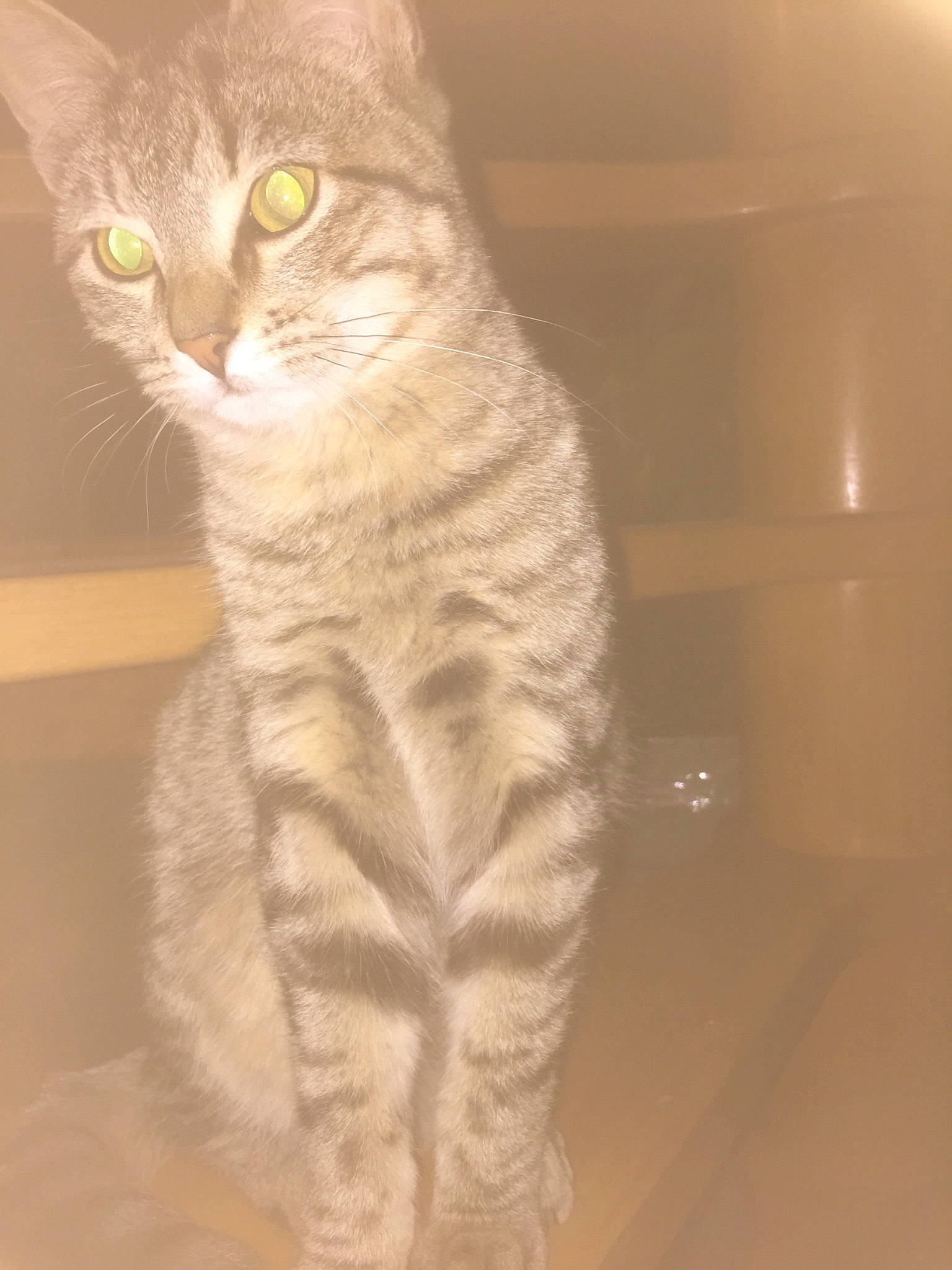 Poltron a rejoint le concours — aidez-le/la à gagner de superbes lots ! american_wirehair, arabian_mau, asian, australian_mist, carnivore, cat, domestic_short_haired_cat, dragon_li, european_shorthair, fawn, felidae, fur, german_rex, kitten, mammal, small_to_medium_sized_cats, tabby_cat, tail, turkish_angora, whiskers