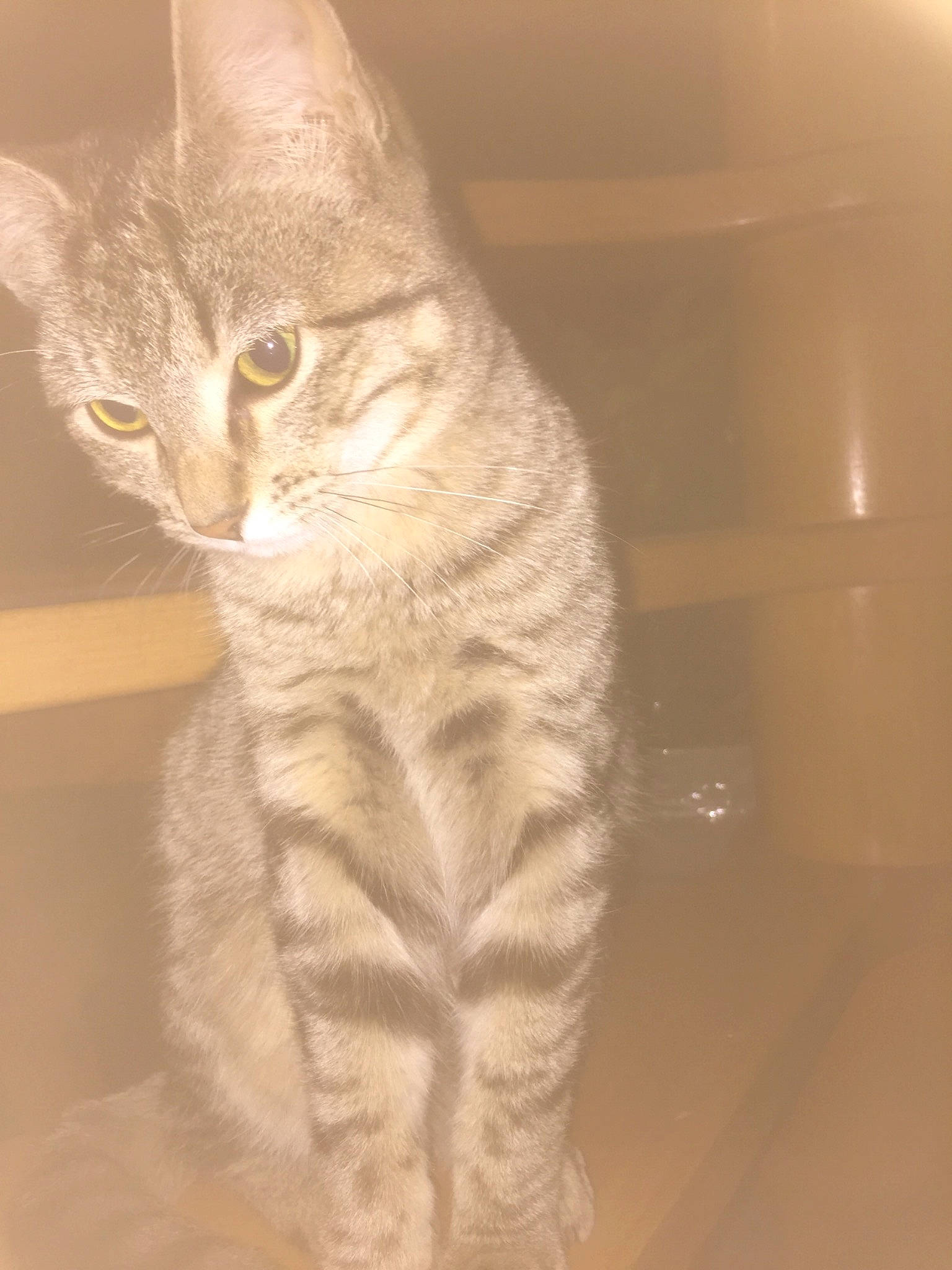 Poltron participe au concours pour gagner de l'argent avec cette photo : american_shorthair, asian, australian_mist, carnivore, cat, domestic_short_haired_cat, dragon_li, european_shorthair, felidae, fur, german_rex, kitten, small_to_medium_sized_cats, tabby_cat, tail, whiskers