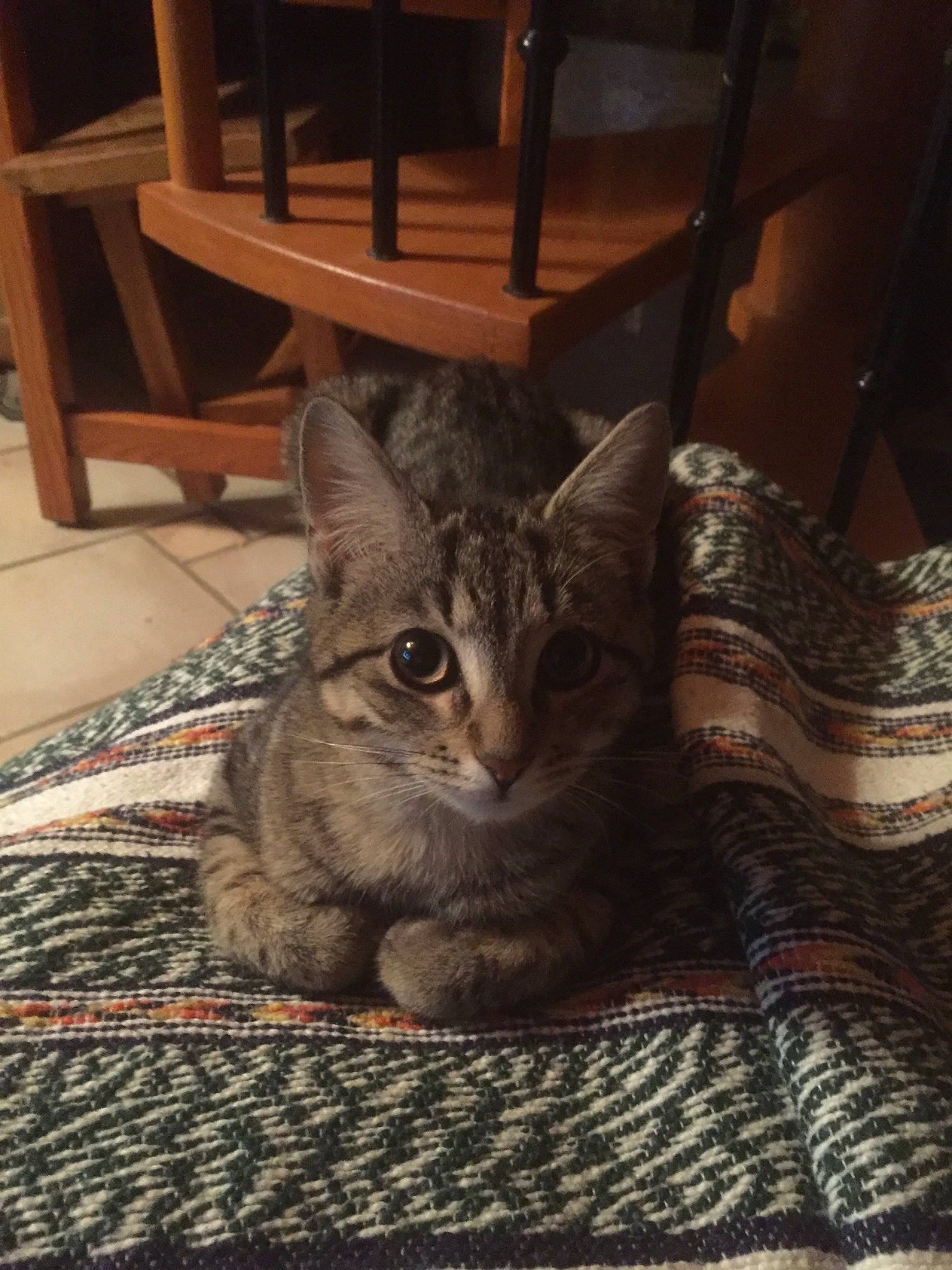 Poltron a rejoint le concours — aidez-le/la à gagner de superbes lots ! american_shorthair, asian, california_spangled, carnivore, cat, chausie, domestic_short_haired_cat, dragon_li, egyptian_mau, european_shorthair, eye, felidae, fur, kitten, mammal, ocicat, pixie_bob, small_to_medium_sized_cats, tabby_cat, whiskers