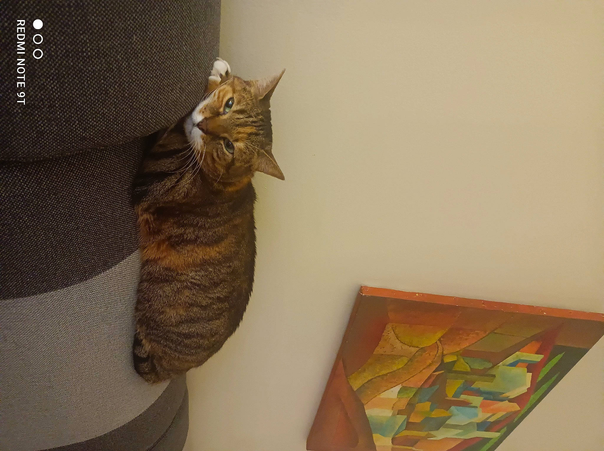 Sophie participe au concours pour gagner de l'argent avec cette photo : art, carnivore, cat, domestic_short_haired_cat, fawn, felidae, flooring, fur, linens, pattern, rectangle, room, shelf, small_to_medium_sized_cats, tail, textile, tints_and_shades, triangle, whiskers, wood