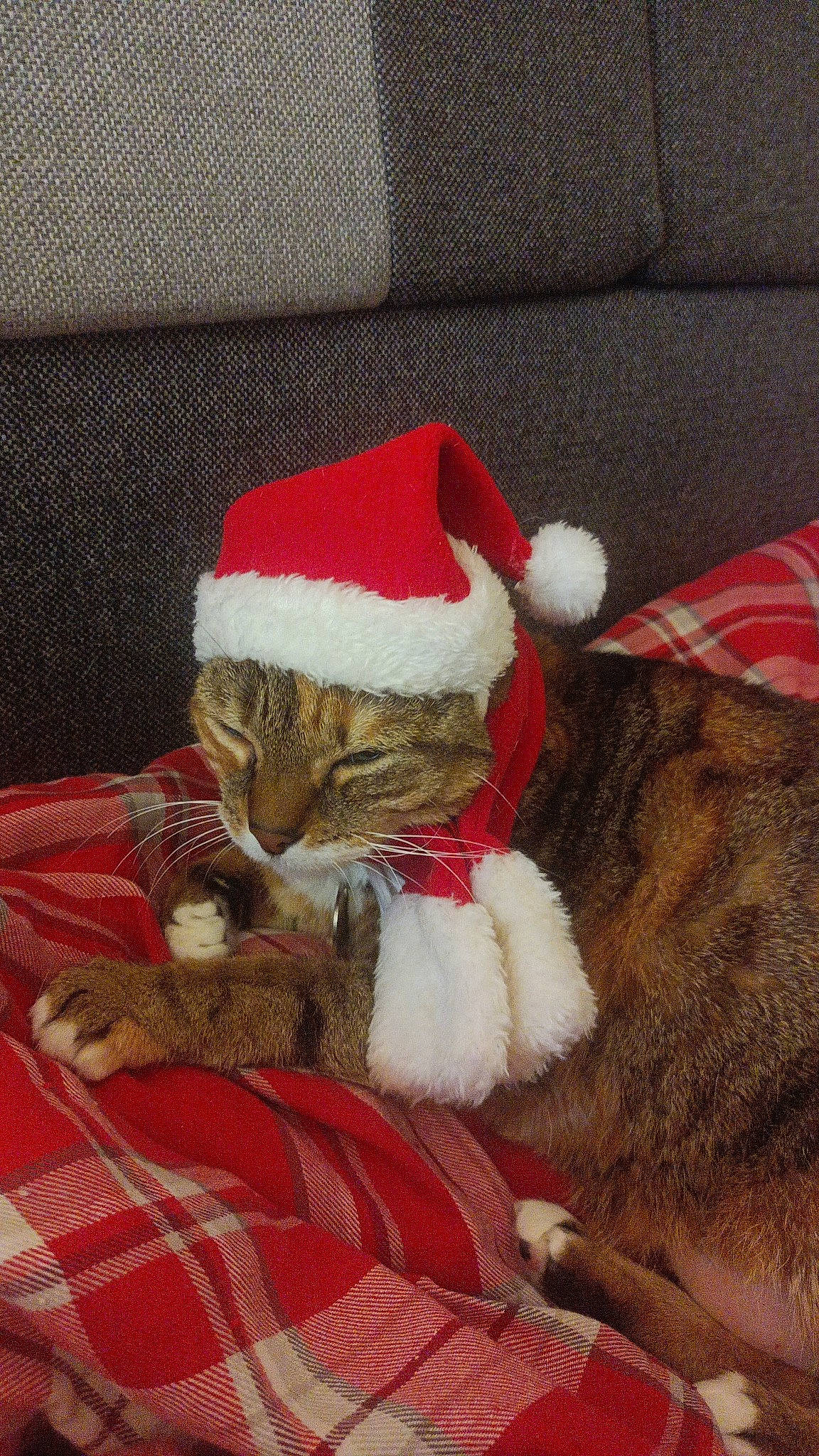 Sophie a rejoint le concours — aidez-le/la à gagner de superbes lots ! carmine, carnivore, cat, christmas, christmas_eve, comfort, costume_hat, event, fawn, felidae, fictional_character, fur, fur_clothing, hat, holiday, lap, santa_claus, small_to_medium_sized_cats, textile, whiskers