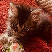 Tibou participe au concours pour gagner de l'argent avec cette photo : kitten, cat, furry, curious, cute, animal, pet, whiskers, claws, paws, feline, domestic, playing, toy, orange_blanket, soft_texture, close_up, indoor, young, sleepy