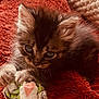kitten, cat, furry, curious, cute, animal, pet, whiskers, claws, paws, feline, domestic, playing, toy, orange_blanket, soft_texture, close_up, indoor, young, sleepy