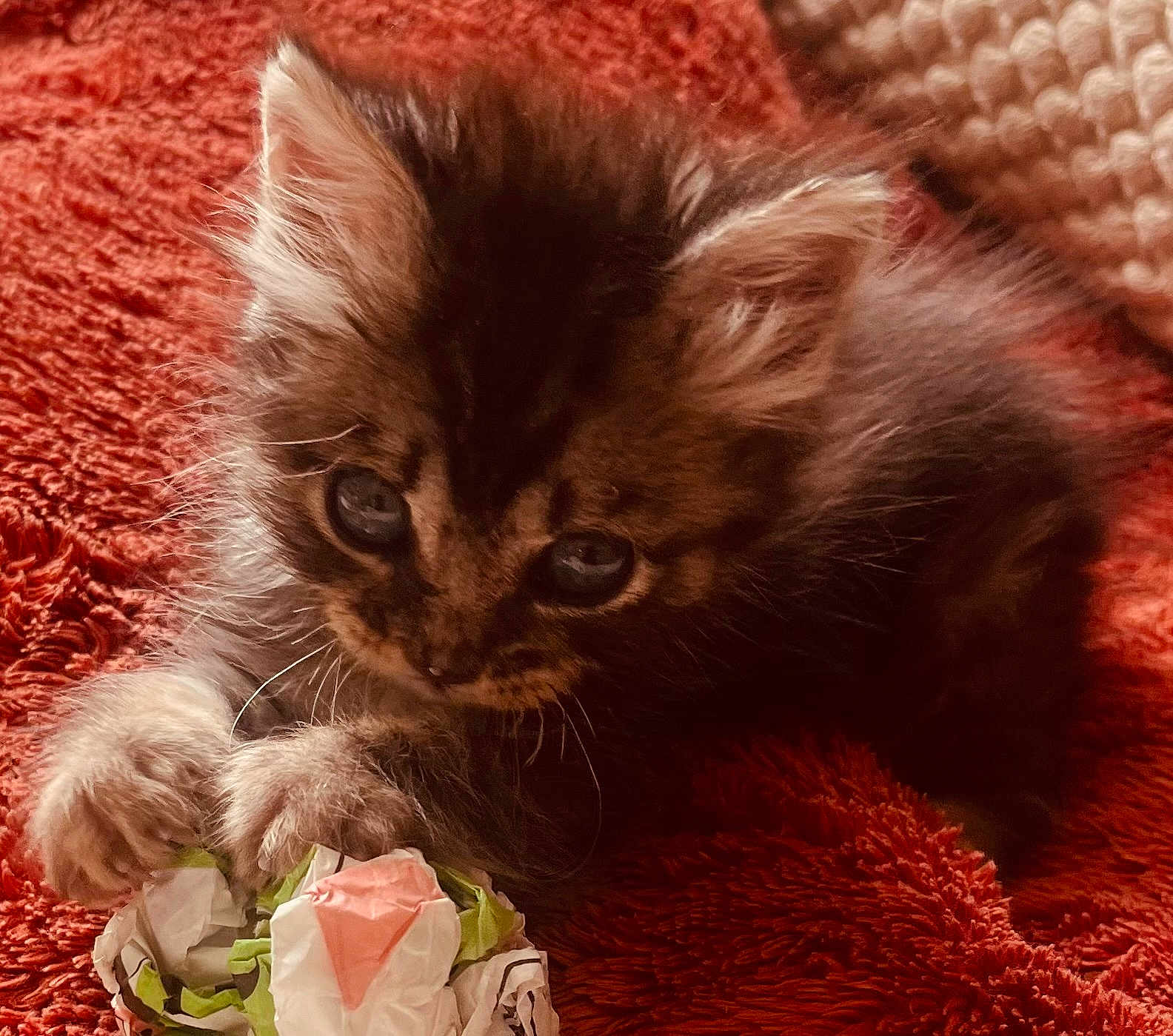 Tibou participe au concours pour gagner de l'argent avec cette photo : kitten, cat, furry, curious, cute, animal, pet, whiskers, claws, paws, feline, domestic, playing, toy, orange_blanket, soft_texture, close_up, indoor, young, sleepy