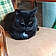 Monsieur Chat