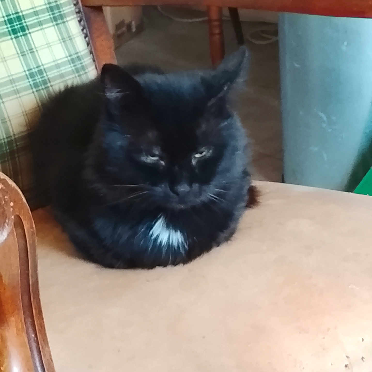 Monsieur Chat