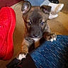 black_shoe, blue_jeans, carpet, casual, cozy, curious, cute, dog, ears, floor, footwear, indoor, legs, paw, pet, playful, puppy, red_shoe, shoe, young_dog