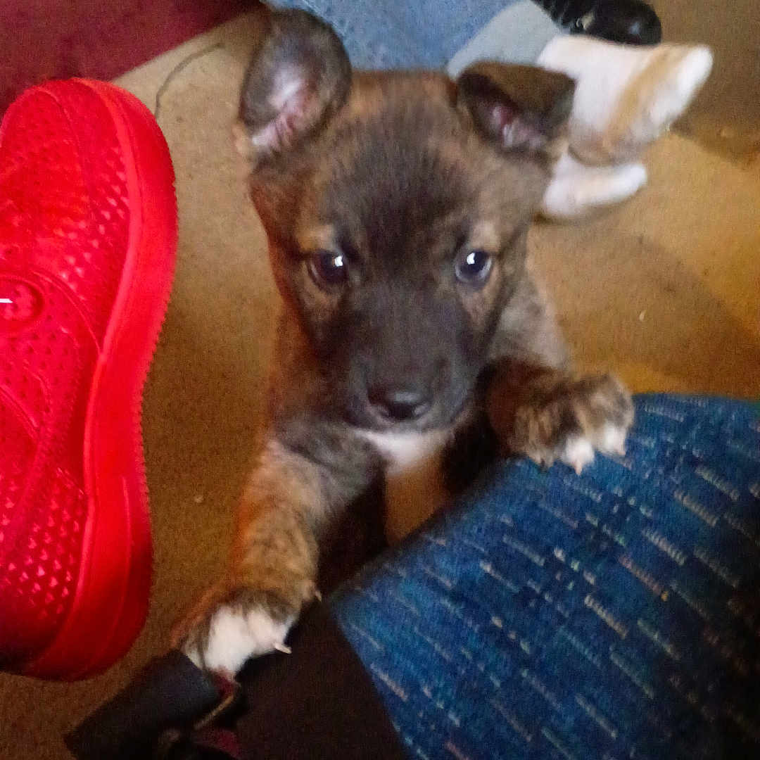 Kash
