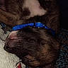 Kash is registered to the contest to win money with this photo: puppy, dog, sleeping, blue_collar, close_up, fur, pet, animal, cozy, blanket, resting, cute, domestic_animal, indoors, snout, ear, texture, peaceful, young_dog, companion