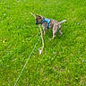 Kash is registered to the contest to win money with this photo: animal, blue_harness, canine, daylight, dog, field, grass, grassy_field, greenery, leash, nature, outdoor, pet, playful, puppy, small_flowers, stick, summer, walking, young_dog