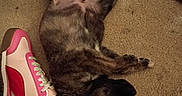 Kash joined the competition — help win amazing prizes! puppy, dog, carpet, floor, lying_down, pet, playful, brindle, paw, sneaker, shoe, footwear, pink, red, indoor, cute, young_dog, relaxed, animal, domestic