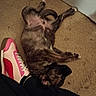 puppy, dog, carpet, floor, lying_down, pet, playful, brindle, paw, sneaker, shoe, footwear, pink, red, indoor, cute, young_dog, relaxed, animal, domestic