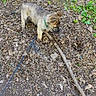 Kash is registered to the contest to win money with this photo: animal, black_garbage_bag, canine, curious, dirt, dog, earth, exploration, grass, green_collar, ground, leaves, nature, outdoor, pet, playful, puppy, stick, walking_leash, young_dog