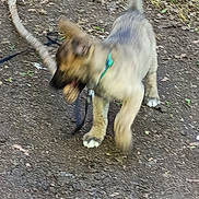 Kash is registered to the contest to win money with this photo: active, animal, canine, collar, daylight, dirt, dog, fur, ground, leaves, motion_blur, nature, outdoor, pet, playful, puppy, stick, tail, walking, young_dog