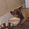animal, brown_dog, canine, corner, dog, domestic, floor, food_bowl, indoor, metal_bowl, paw_prints, pet, puppy, quiet, resting, sleepy, still_life, water_bowl, white_bowl, young_dog