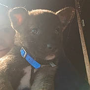 Kash joined the competition — help win amazing prizes! puppy, dog, blue_collar, close_up, pet, animal, cute, fur, ears, eyes, face, portrait, indoor, dim_light, backlit, person, shadow, young, mammal, companion
