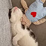 Kyra participe au concours pour gagner de l'argent avec cette photo : animal, baby, bodypart, cat, chair, clothing, couch, cushion, finger, furniture, glove, hand, homedecor, kitten, manx, person, pet, plush, sleeping, toy