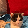 Kyra a rejoint le concours — aidez-le/la à gagner de superbes lots ! animal, architecture, blanket, building, cat, chair, couch, cushion, furniture, homedecor, indoors, kitten, livingroom, manx, person, pet, quilt, room, sleeping, towel