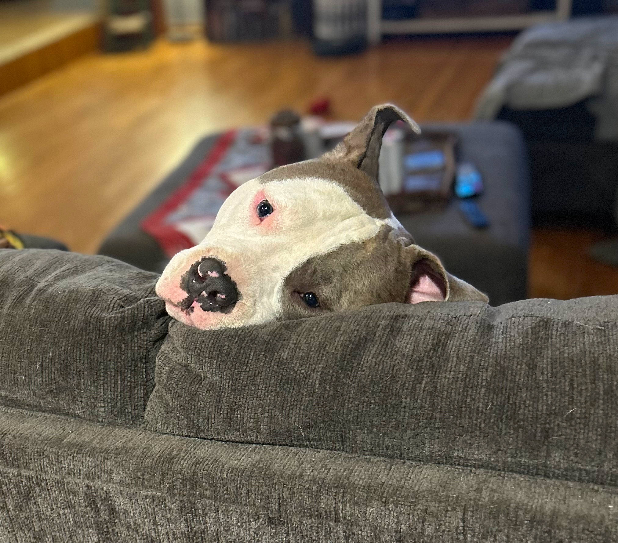 Lincoln joined the competition — help win amazing prizes! bull_terrier, bull_terrier_miniature, canidae, carnivore, comfort, companion_dog, dog, dog_breed, english_white_terrier, fawn, flooring, fur, grey, metal, non_sporting_group, snout, sporting_group, terrestrial_animal, whiskers, working_animal