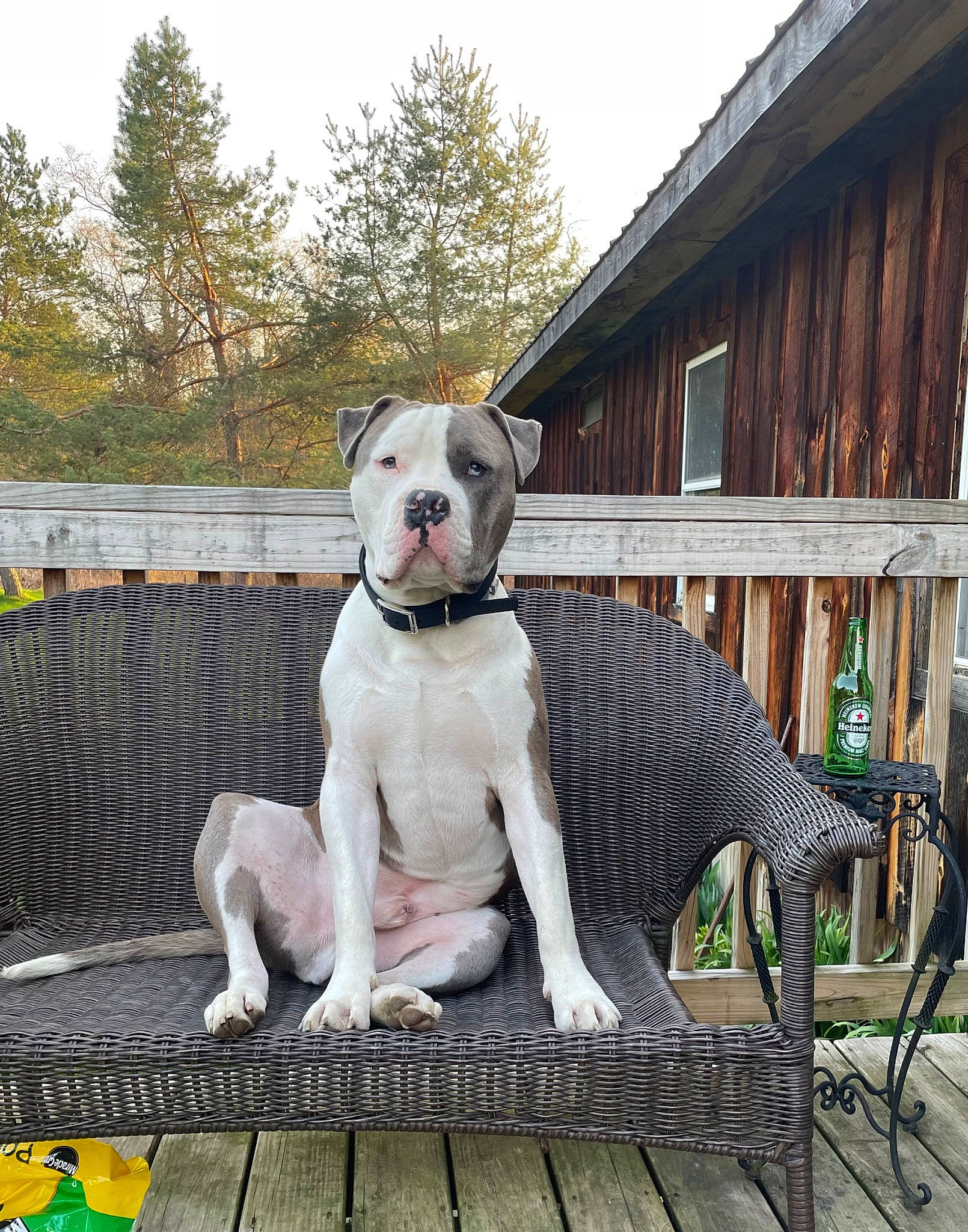 Lincoln joined the competition — help win amazing prizes! carnivore, chair, collar, companion_dog, dog, dog_breed, dog_collar, dog_supply, fawn, grass, house, pet_supply, plant, sky, snout, table, tail, tree, wood, working_animal