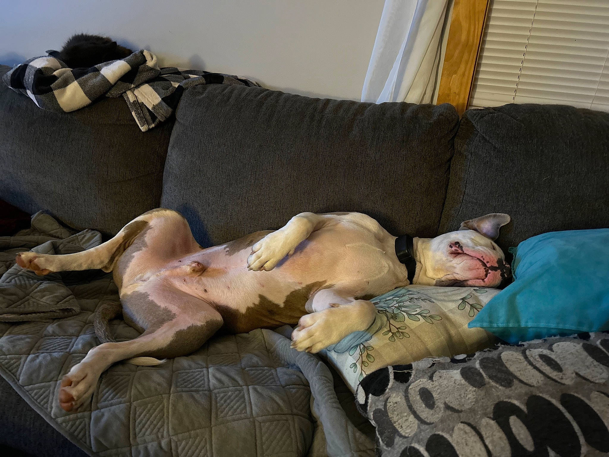 Lincoln joined the competition — help win amazing prizes! barechested, bed_sheet, bedding, comfort, companion_dog, couch, curtain, fawn, fur, furniture, human_body, human_leg, knee, linens, living_room, nap, sitting, studio_couch, thigh, window_blind