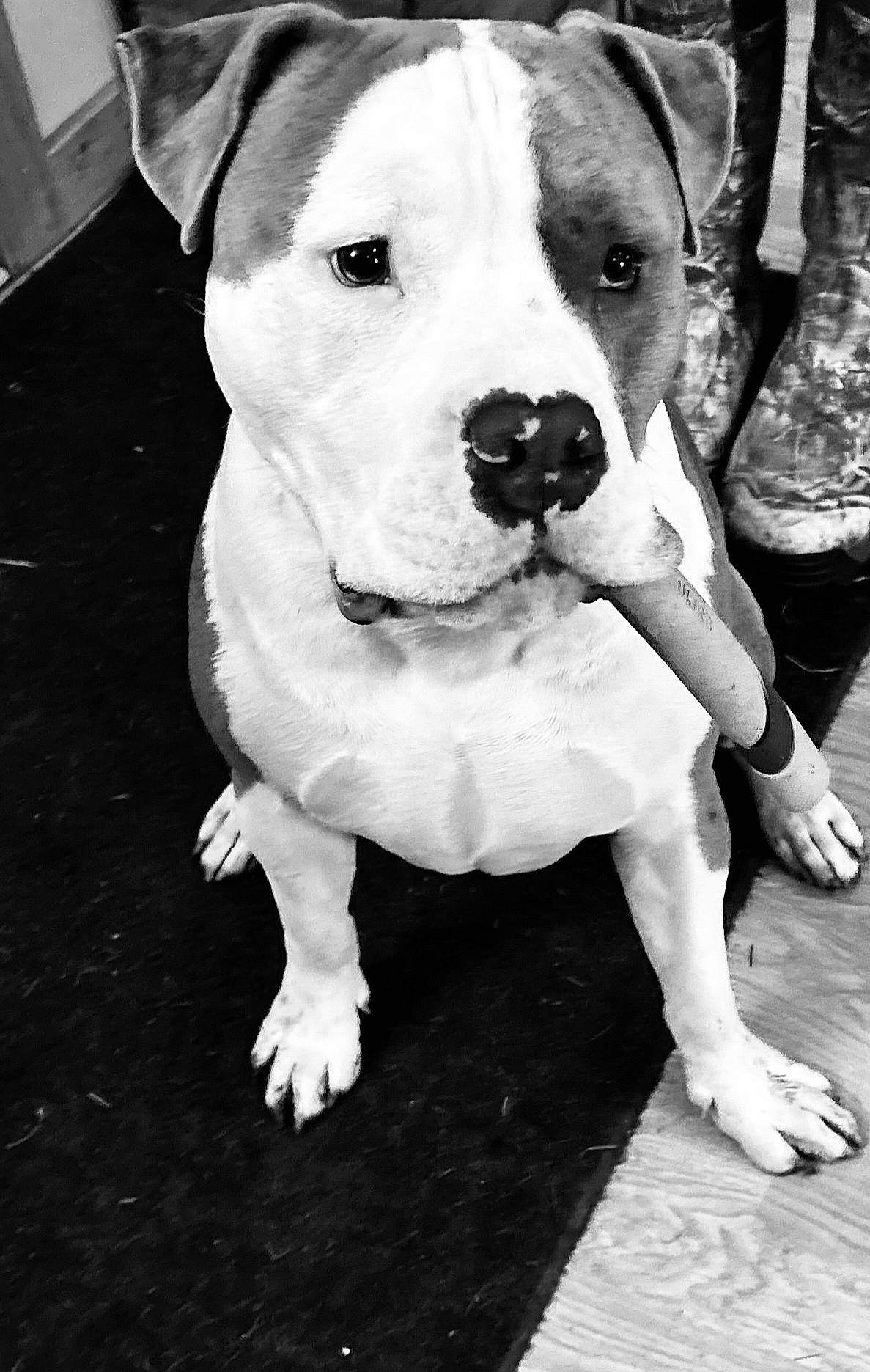 Lincoln joined the competition — help win amazing prizes! black, black_and_white, canidae, carnivore, collar, companion_dog, dog, dog_breed, dog_collar, fawn, human_leg, monochrome, monochrome_photography, snout, sporting_group, stock_photography, style, whiskers, white, working_animal