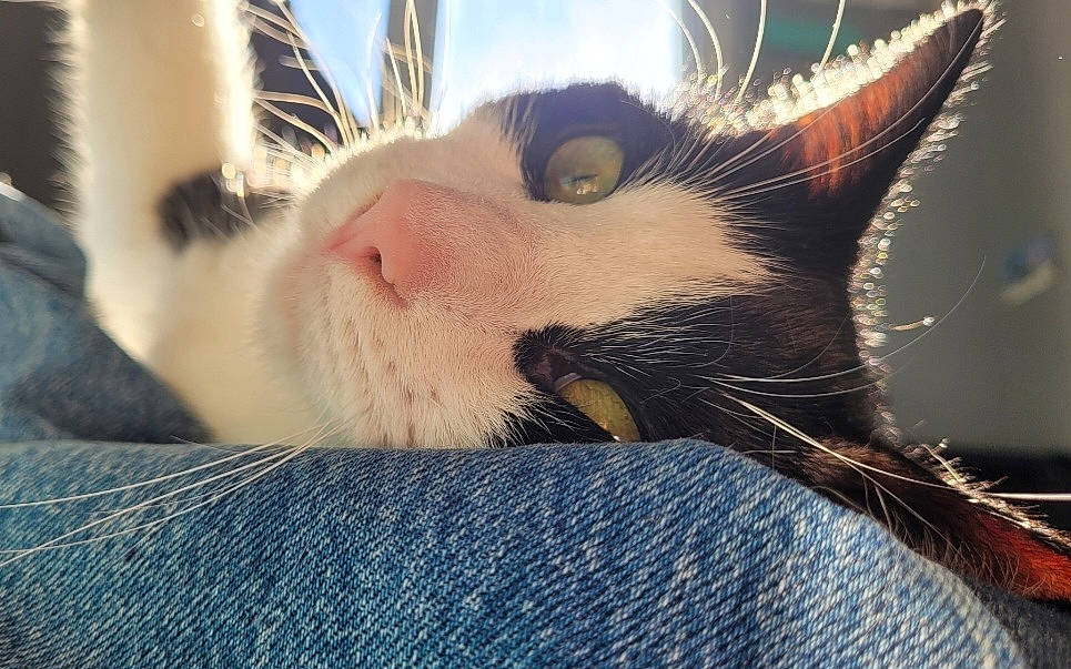 Akira participe au concours pour gagner de l'argent avec cette photo : carnivore, cat, claw, comfort, denim, domestic_short_haired_cat, eye, eyelash, felidae, fur, hair, head, nap, paw, small_to_medium_sized_cats, snout, tail, whiskers, window