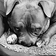 Moona a rejoint le concours — aidez-le/la à gagner de superbes lots ! dog, close_up, black_and_white, resting, blanket, pet, animal, ears, paws, fur, indoors, portrait, cute, relaxed, canine, bed, texture, sleepy, expression, companion