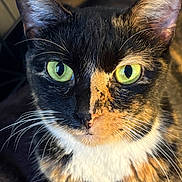 Celeste joined the competition — help win amazing prizes! cat, calico_cat, close_up, green_eyes, whiskers, fur, pet, animal, face, portrait, domestic_cat, cute, feline, indoor, mammal, calm, alert, soft_texture, orange, black