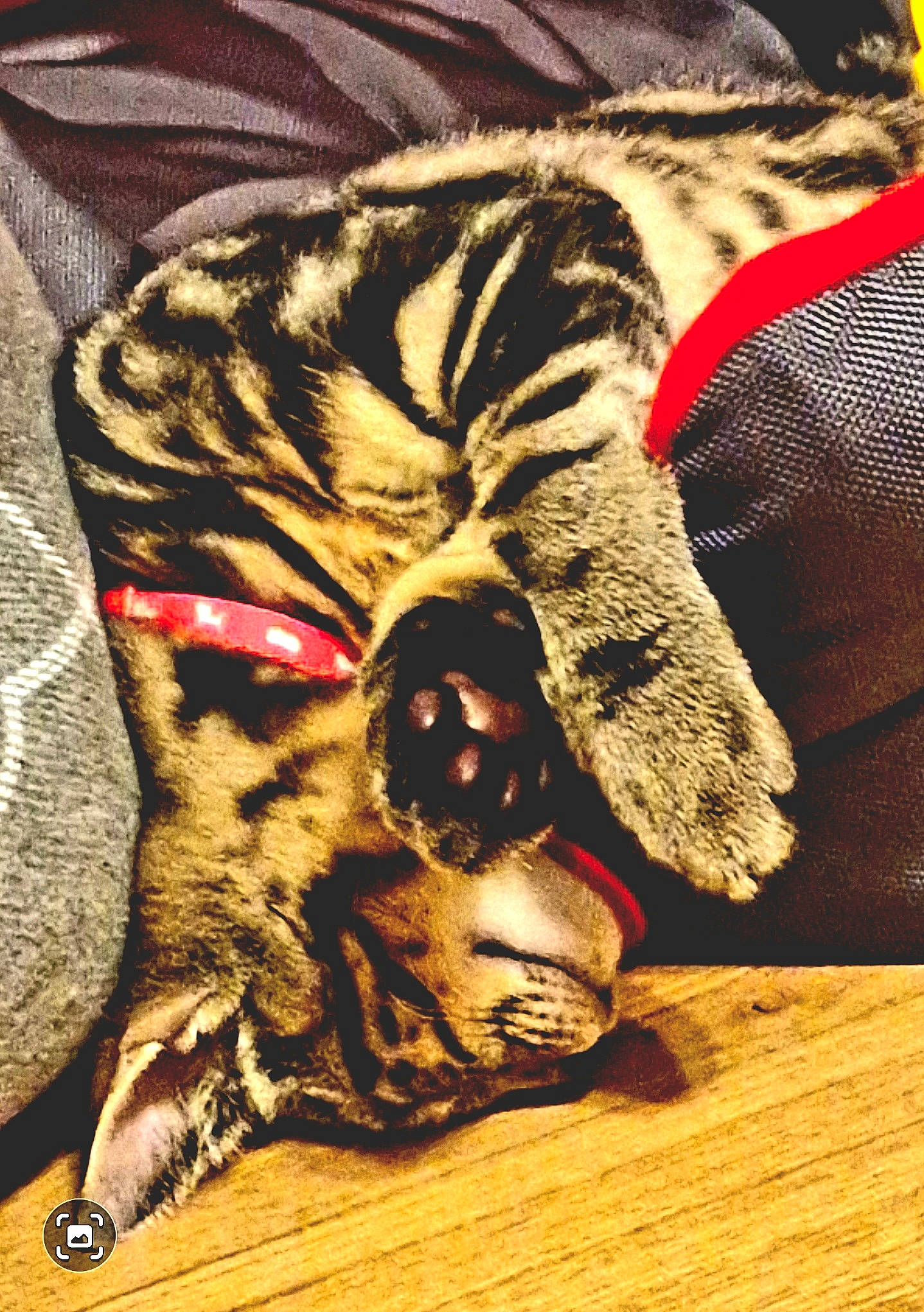 Lala is registered to the contest to win money with this photo: bengal_tiger, big_cats, carnivore, cat, comfort, eye, fawn, felidae, foot, human_leg, pattern, paw, siberian_tiger, small_to_medium_sized_cats, snout, tail, terrestrial_animal, tiger, whiskers, wood