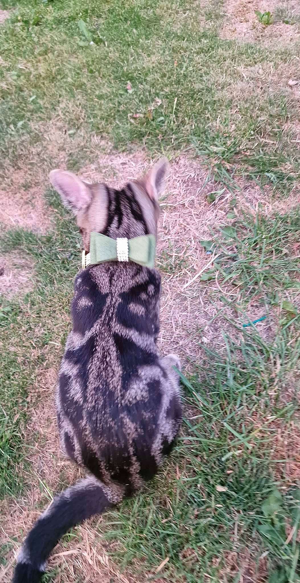 Lala is registered to the contest to win money with this photo: canidae, carnivore, cat, dog_breed, domestic_short_haired_cat, fawn, felidae, fur, glove, grass, groundcover, lynx, paw, small_to_medium_sized_cats, snout, soil, sporting_group, tail, terrestrial_animal, whiskers