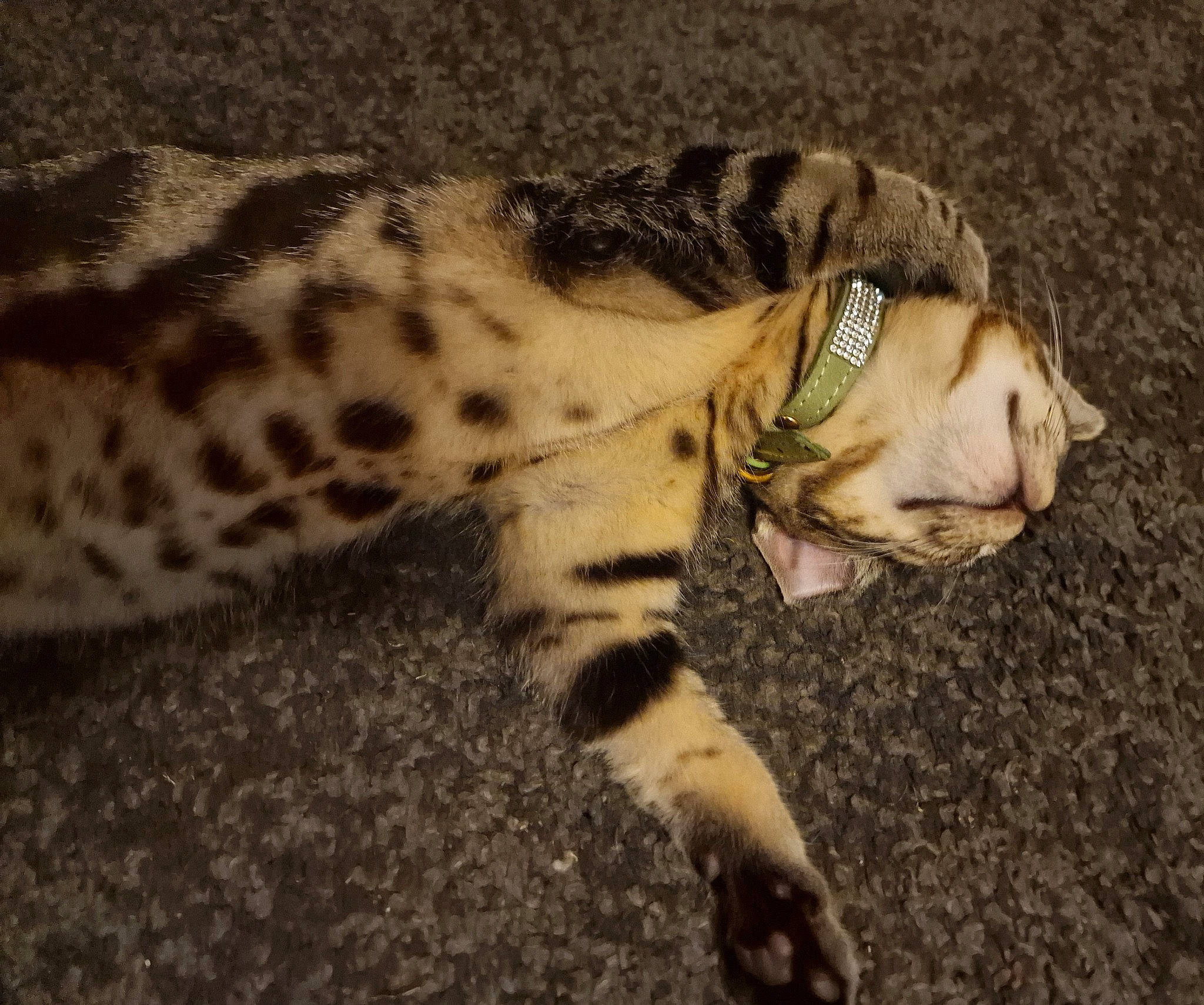 Lala joined the competition — help win amazing prizes! big_cats, canidae, carnivore, cat, cheetah, claw, dog_breed, domestic_short_haired_cat, fawn, felidae, foot, fur, leopard, paw, small_to_medium_sized_cats, snout, tail, terrestrial_animal, whiskers, wildlife