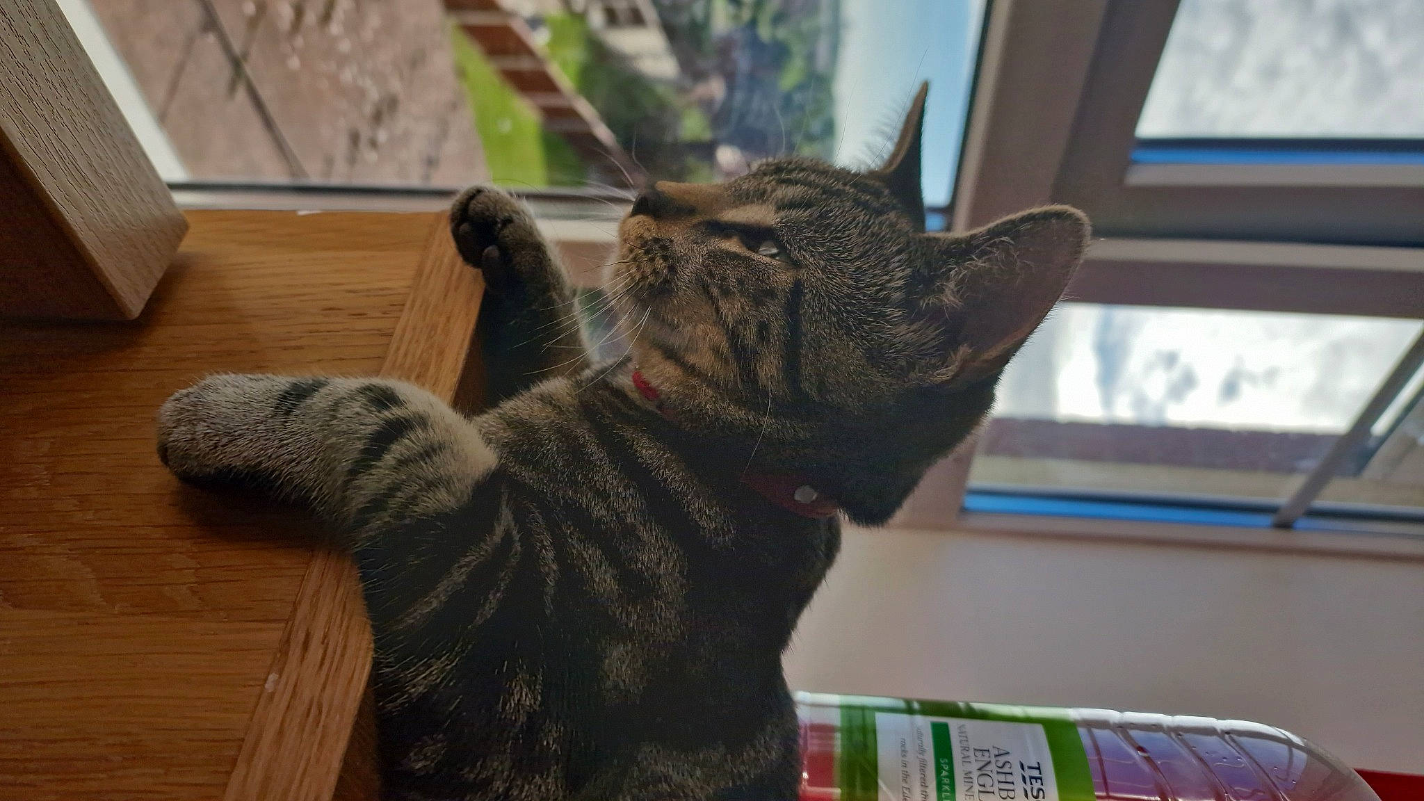 Lala is registered to the contest to win money with this photo: carnivore, cat, claw, comfort, domestic_short_haired_cat, fawn, felidae, flooring, fur, grey, hardwood, mammal, small_to_medium_sized_cats, snout, tail, terrestrial_animal, whiskers, window, wood, wood_stain