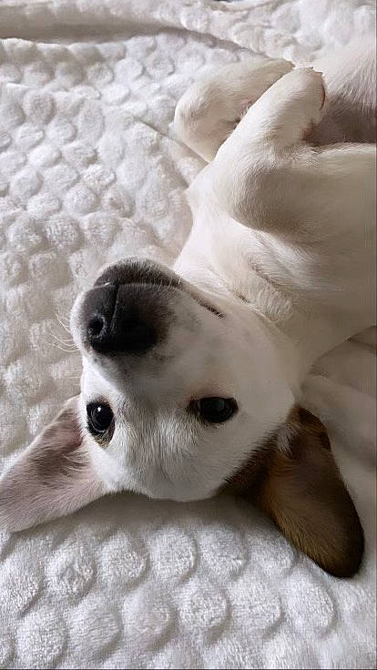 Rexy a rejoint le concours — aidez-le/la à gagner de superbes lots ! canidae, carnivore, companion_dog, dog, dog_breed, fawn, fur, linens, paw, snout, sporting_group, terrestrial_animal, whiskers, white, working_animal, working_dog