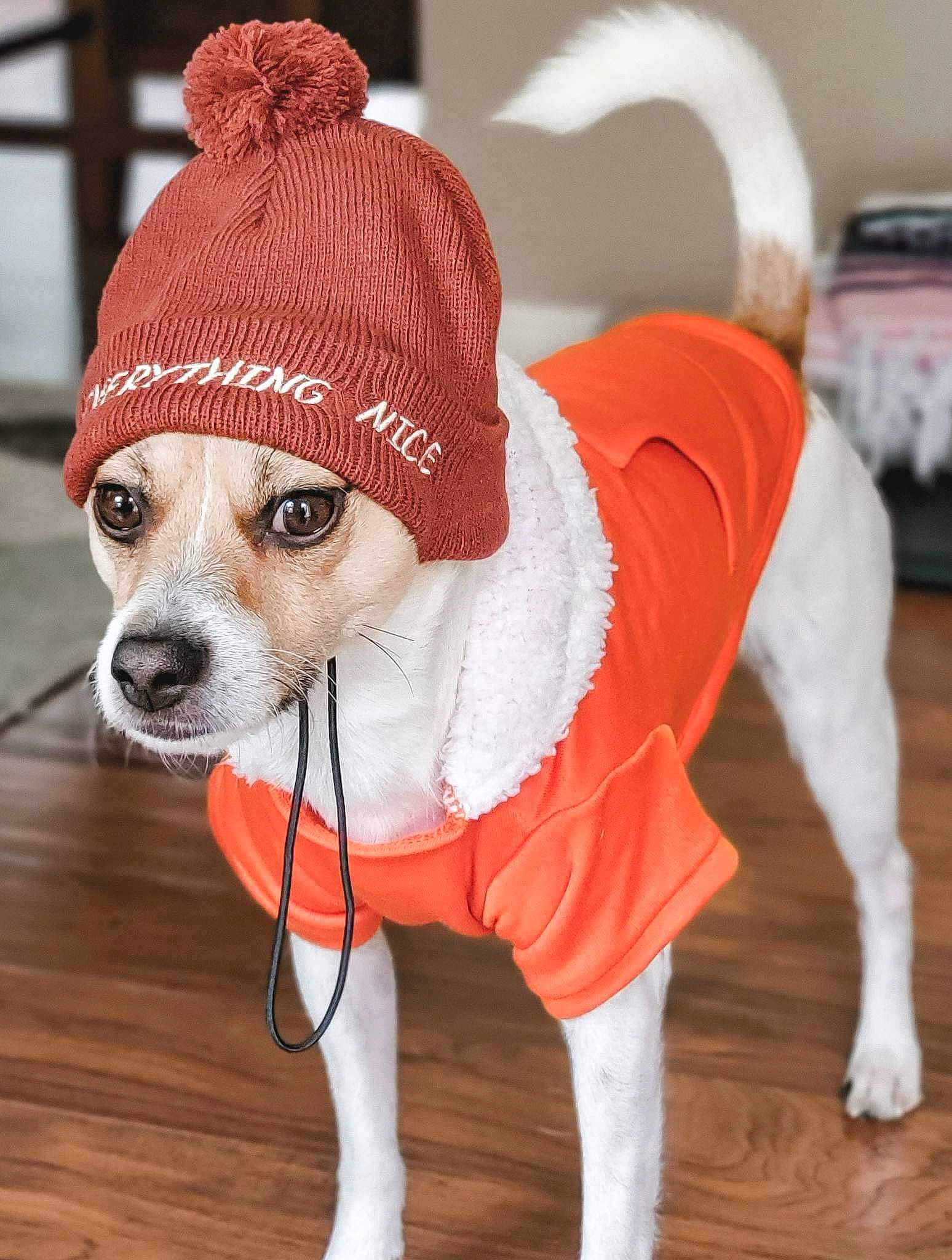 Jaxson joined the competition — help win amazing prizes! canidae, carnivore, collar, companion_dog, costume_hat, dog, dog_breed, dog_clothes, dog_collar, dog_supply, fashion_accessory, fawn, fur, goggles, personal_protective_equipment, pet_supply, snout, sporting_group, whiskers, working_animal