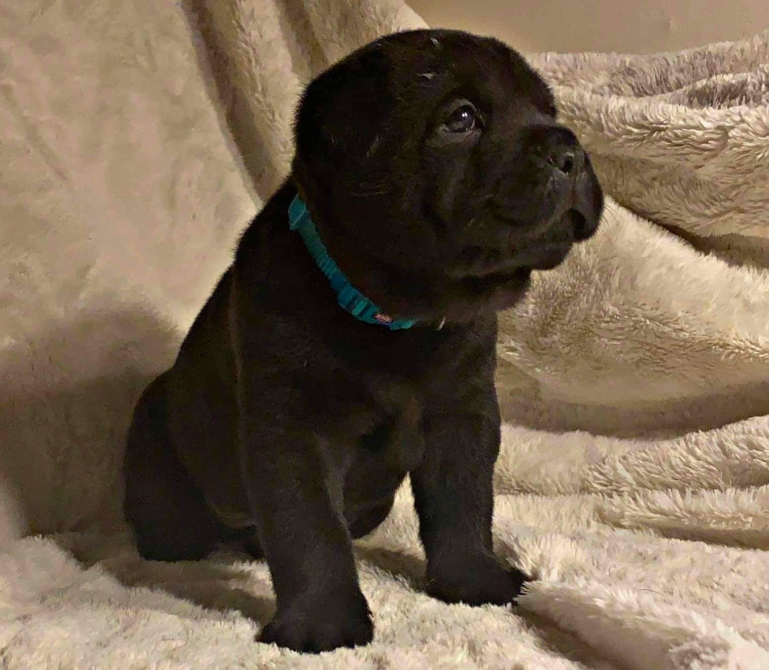 Ayron participe au concours pour gagner de l'argent avec cette photo : borador, canidae, carnivore, companion_dog, dog, dog_breed, dog_collar, fawn, fur, gun_dog, liver, non_sporting_group, pet_supply, plant, snout, snow, sporting_group, terrestrial_animal, whiskers, working_animal