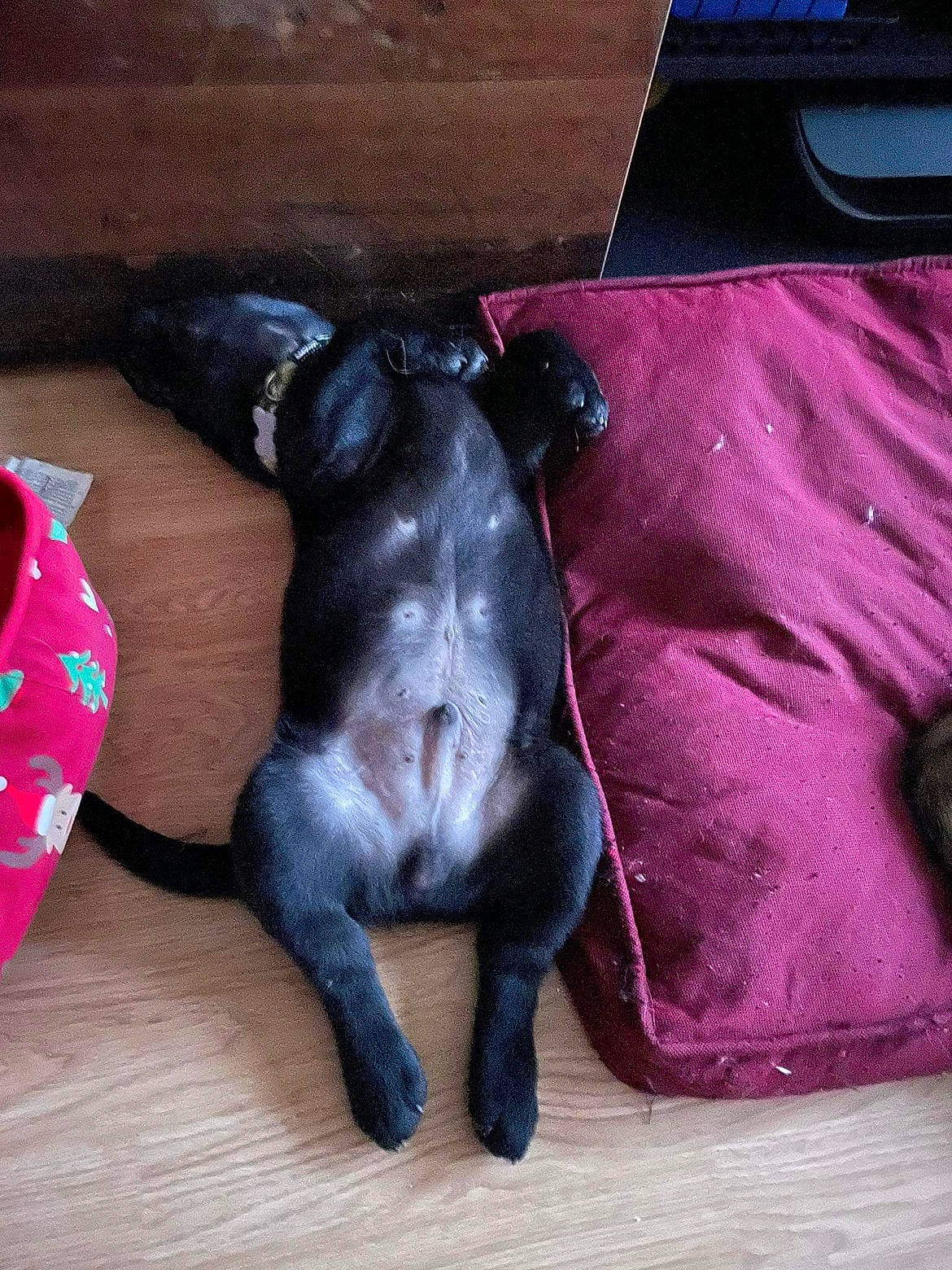 Ayron participe au concours pour gagner de l'argent avec cette photo : carnivore, comfort, companion_dog, dog, dog_breed, dog_supply, felidae, fur, hardwood, liver, magenta, mammal, sporting_group, tail, terrestrial_animal, toy_dog, vertebrate, whiskers, wood, working_animal