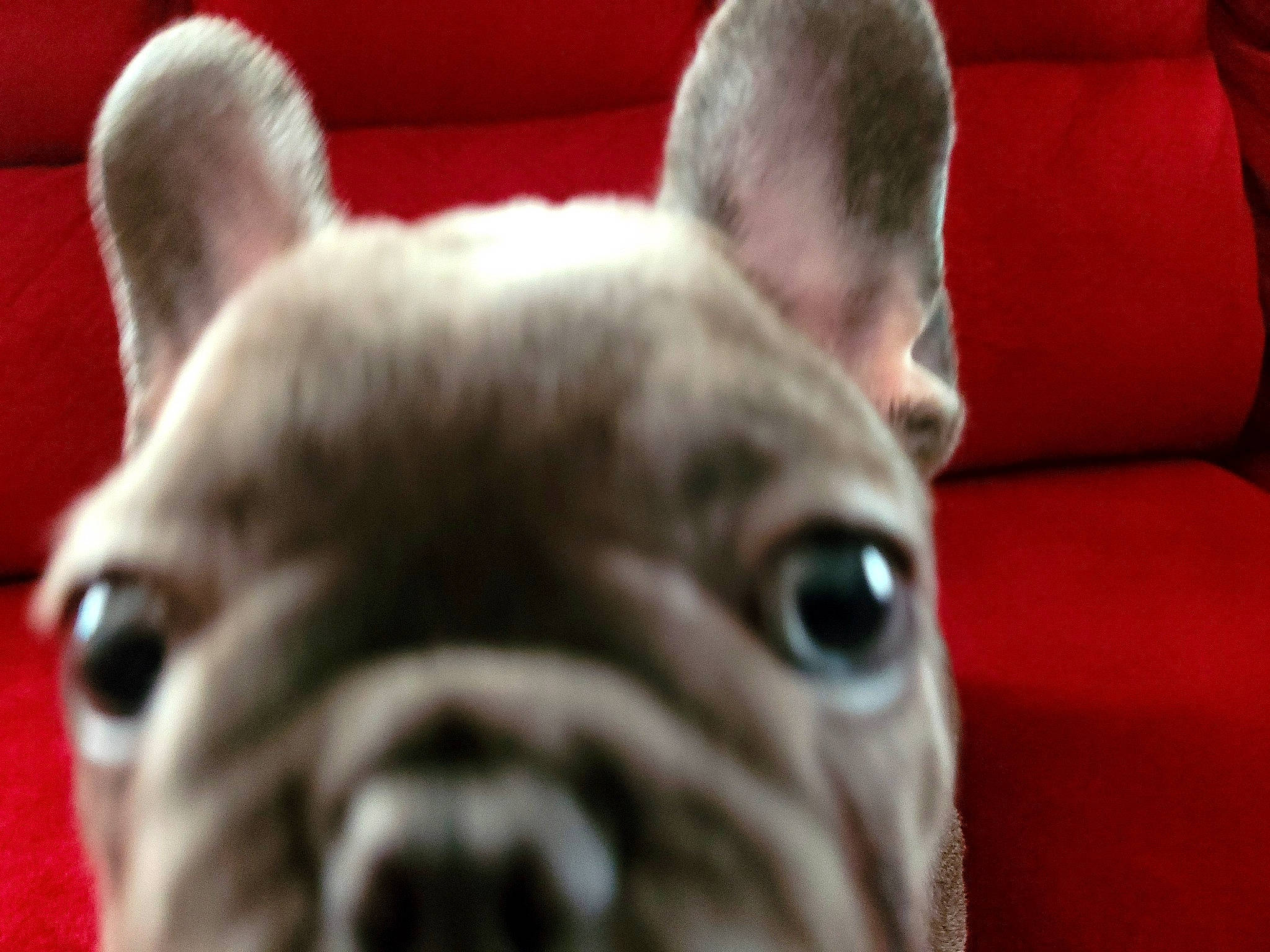 Nova joined the competition — help win amazing prizes! ancient_dog_breeds, bulldog, canidae, carnivore, comfort, companion_dog, dog, dog_breed, ear, fawn, molosser, non_sporting_group, snout, sporting_group, terrestrial_animal, toy_dog, whiskers, working_animal, wrinkle