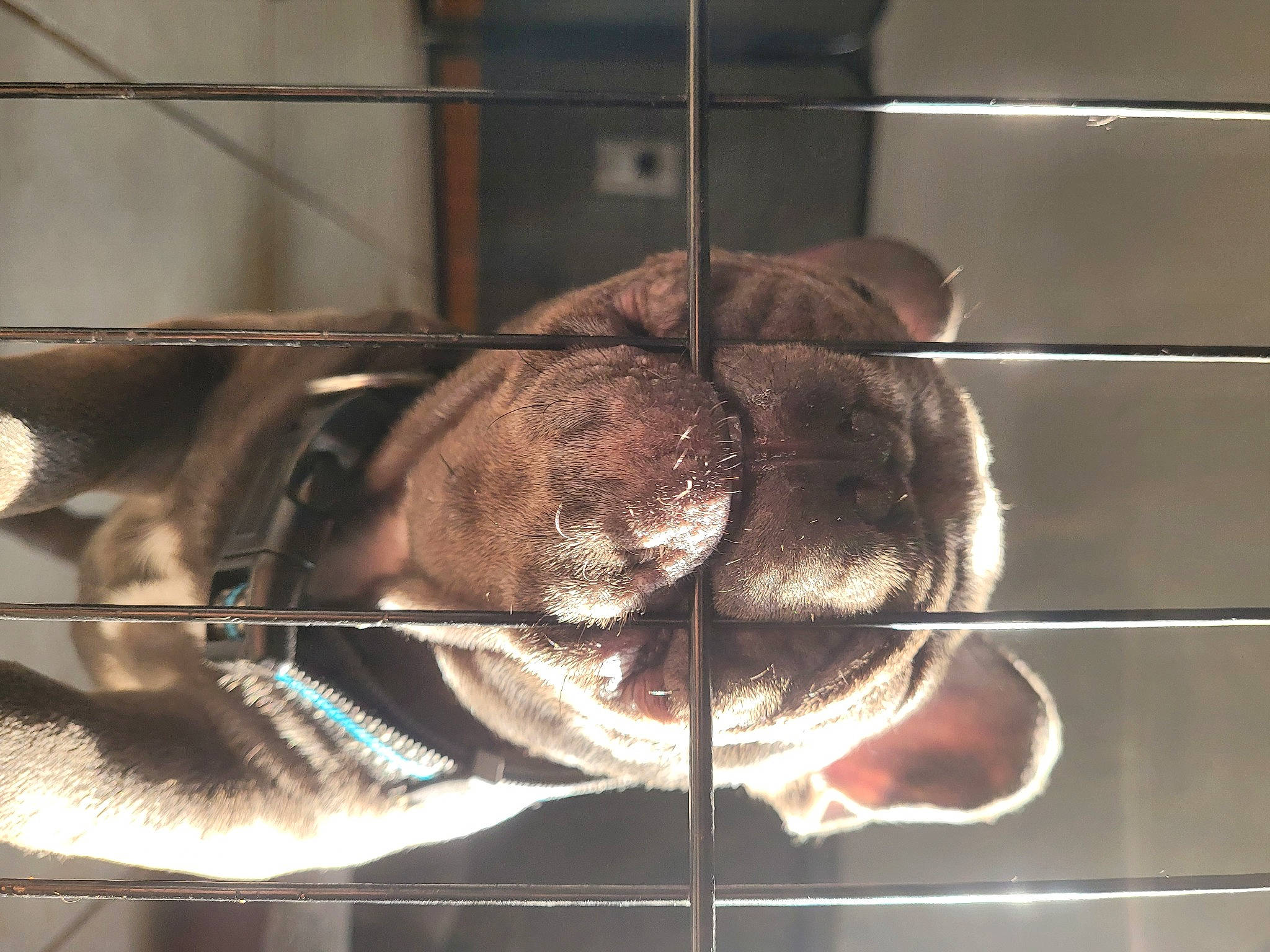 Nova is registered to the contest to win money with this photo: audio_equipment, electricity, eyewear, fur, glass, jaw, line, liver, metal, musical_instrument_accessory, room, snout, sporting_group, square, tail, tints_and_shades, transparent_material, tree, whiskers, wood