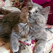 Dahlia joined the competition — help win amazing prizes! animal, cat, close_up, cozy, curious, cushion, domestic_animal, ears, feline, floral_pattern, fluffy, furniture, gray_cat, indoor, kitten, paws, pet, relaxed, soft_fur, whiskers