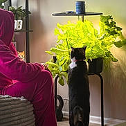Nova is registered to the contest to win money with this photo: black_and_white_cat, cat, cozy, curious_cat, digital_clock, furniture, greenery, home_decor, indoor, light, living_room, person, pink_clothing, plant, pot_plant, pouf, relaxing, shelf, table, wooden_floor